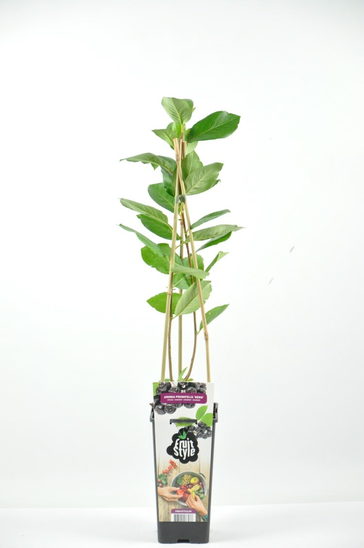  Appelbes (Aronia Prunifolia ‘Nero’)