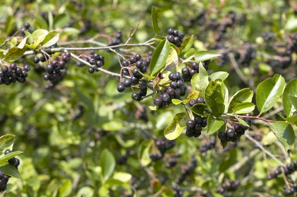  Appelbes (Aronia Prunifolia 'Viking')
