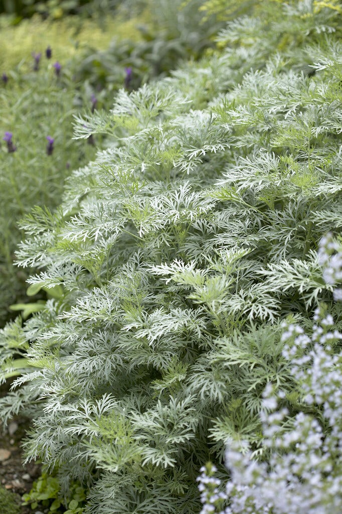  Alsem (Artemisia 'Powis Castle')