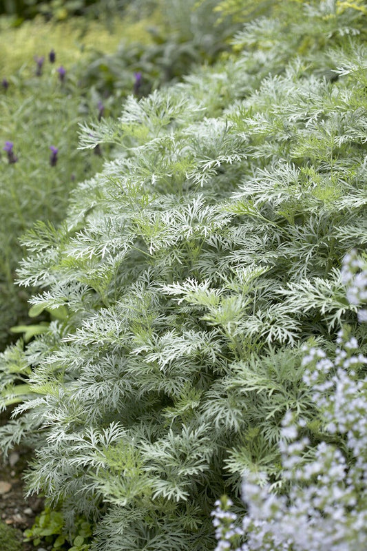  Alsem (Artemisia 'Powis Castle')
