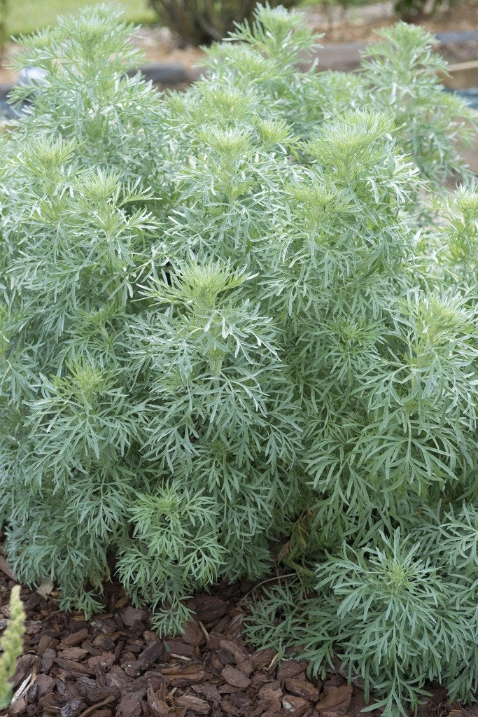  Absint Alsem (Artemisia Absinthium)