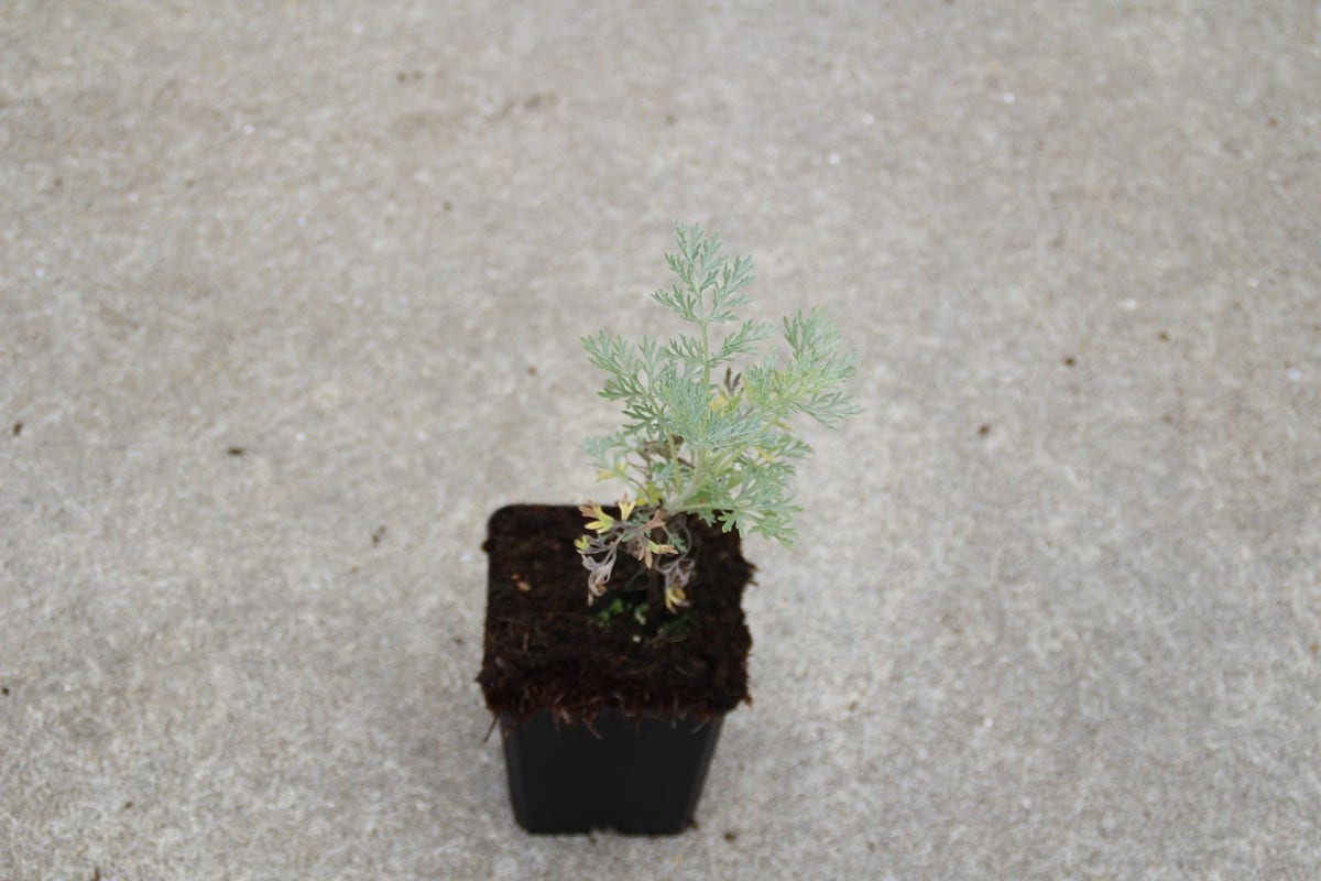  Alsem (Artemisia 'Powis Castle')