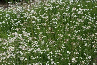  Citroenkruid (Artemisia Abrotanum)