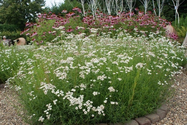  Citroenkruid (Artemisia Abrotanum)
