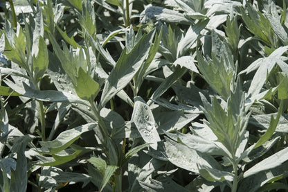  Bijvoet (Artemisia Ludoviciana 'Valerie Finnis')