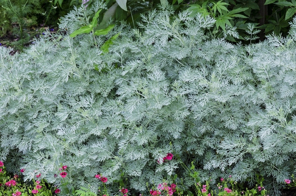  Alsem (Artemisia 'Powis Castle')