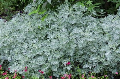  Alsem (Artemisia 'Powis Castle')