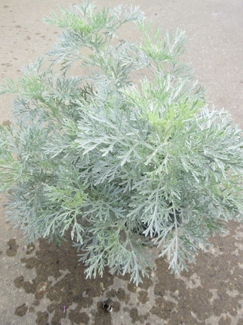  Alsem (Artemisia 'Powis Castle')