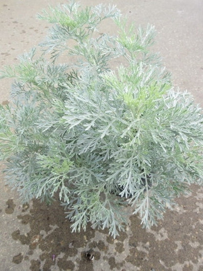  Alsem (Artemisia 'Powis Castle')