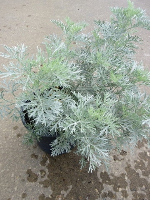  Alsem (Artemisia 'Powis Castle')