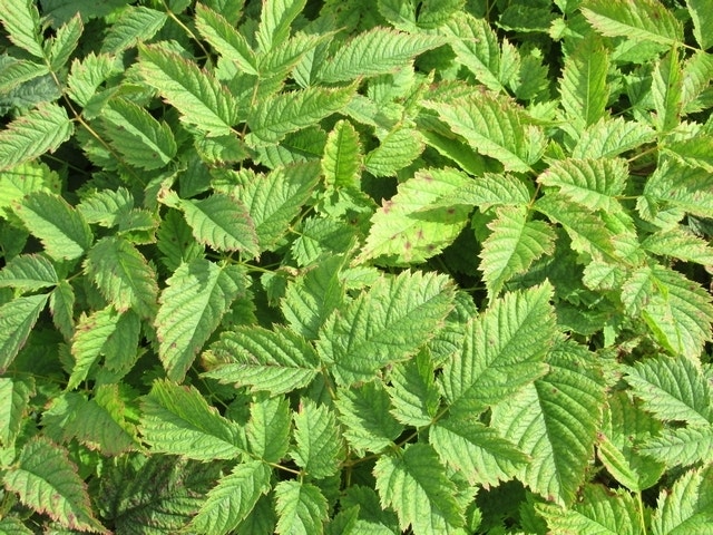  Geitebaard (Aruncus Dioicus)