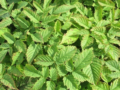  Geitebaard (Aruncus Dioicus)
