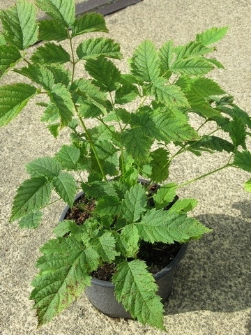  Geitebaard (Aruncus Dioicus)