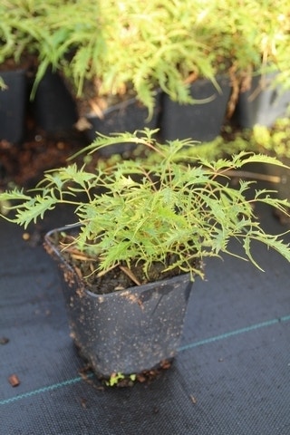  Geitebaard (Aruncus Dioicus 'Kneiffii')