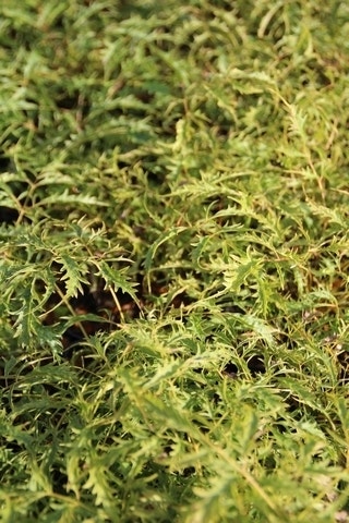 Geitebaard (Aruncus Dioicus 'Kneiffii')