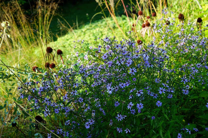  Aster (Aster 'Little Carlow')