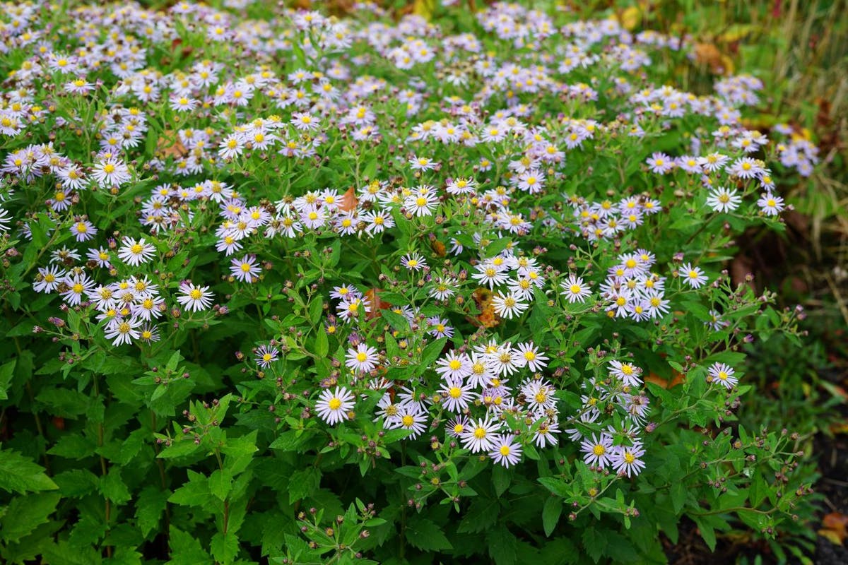  Aster (Aster Ageratoides 'Stardust')