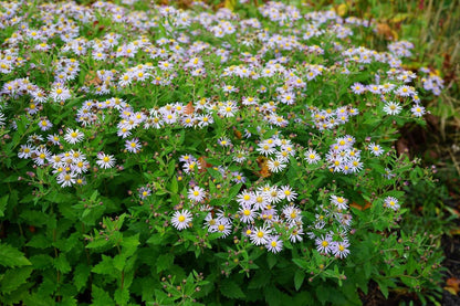  Aster (Aster Ageratoides 'Stardust')
