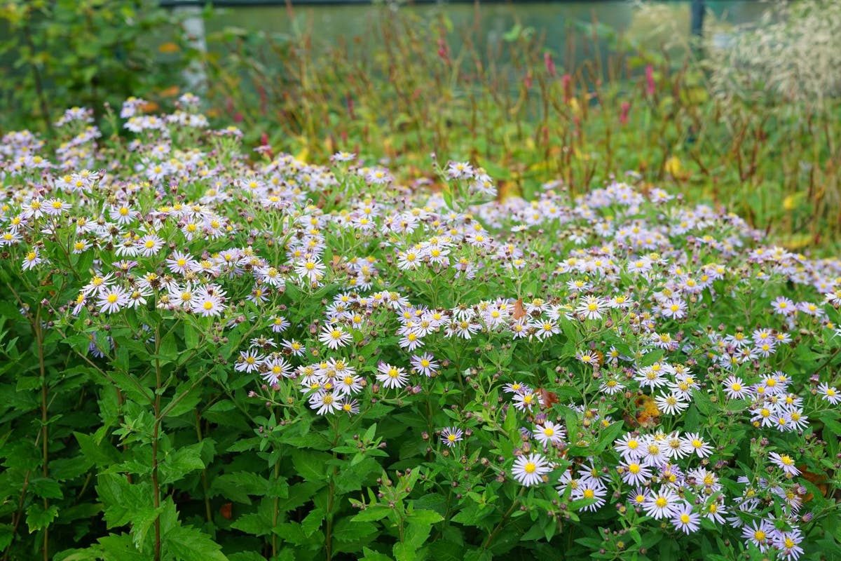 Aster (Aster Ageratoides 'Stardust')
