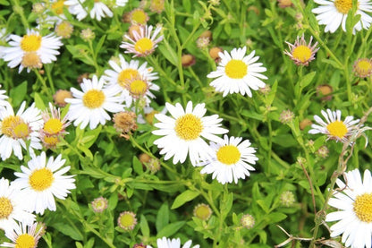  Aster (Aster Ageratoides 'Asran')