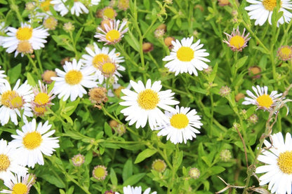  Aster (Aster Ageratoides 'Ashvi') BIO