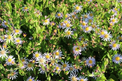  Aster (Aster Ageratoides 'Asran')