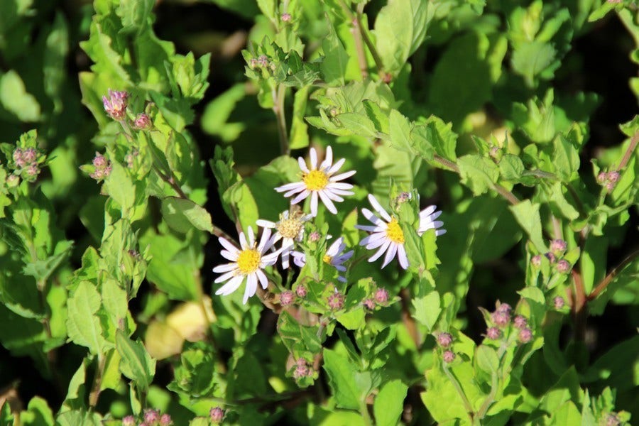  Aster (Aster Ageratoides 'Asran')