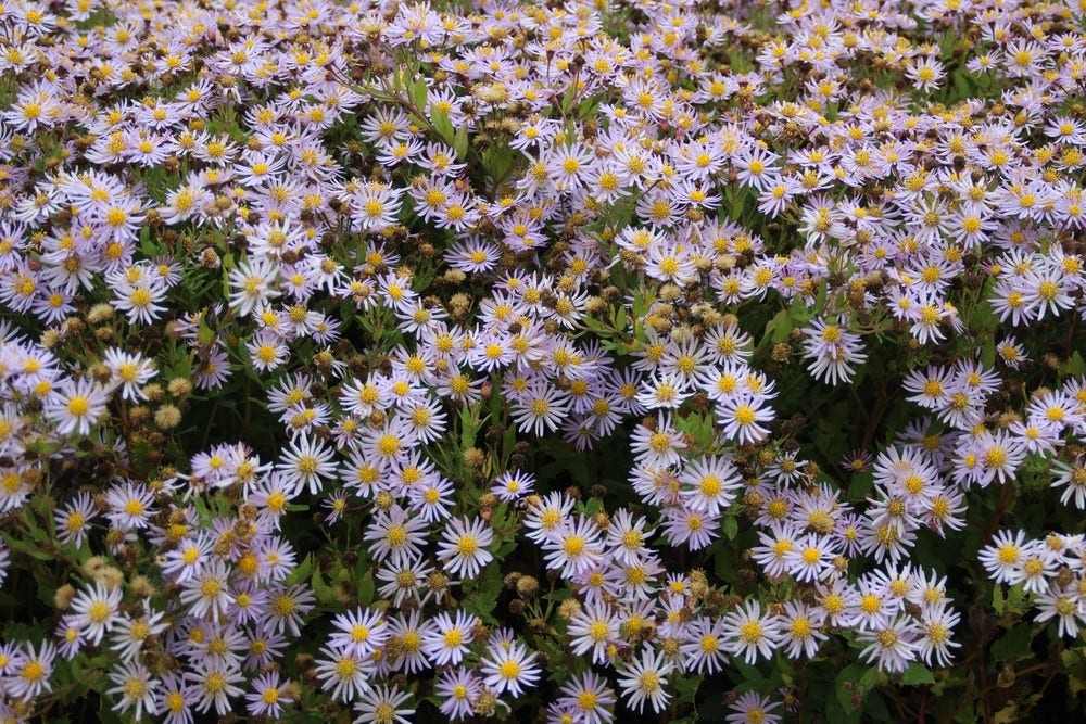 Aster (Aster Ageratoides 'Asran')