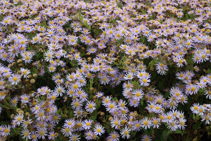  Aster (Aster Ageratoides 'Asran')