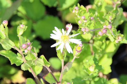  Aster (Aster Ageratoides 'Asran')