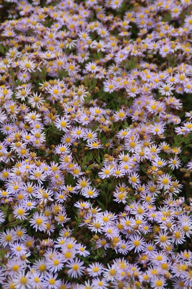  Aster (Aster Ageratoides 'Asran')