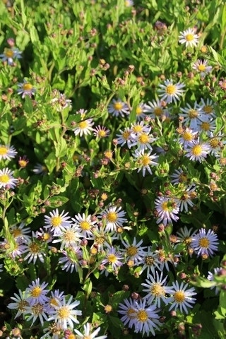  Aster (Aster Ageratoides 'Asran')