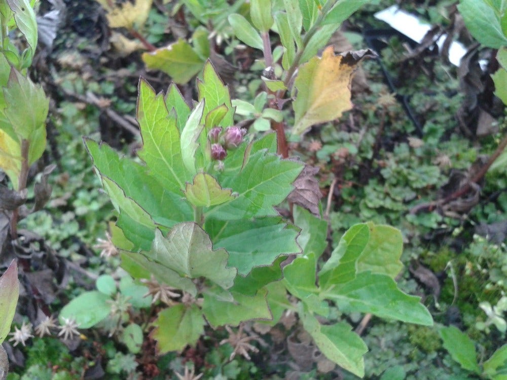  Aster (Aster Ageratoides 'Stardust')