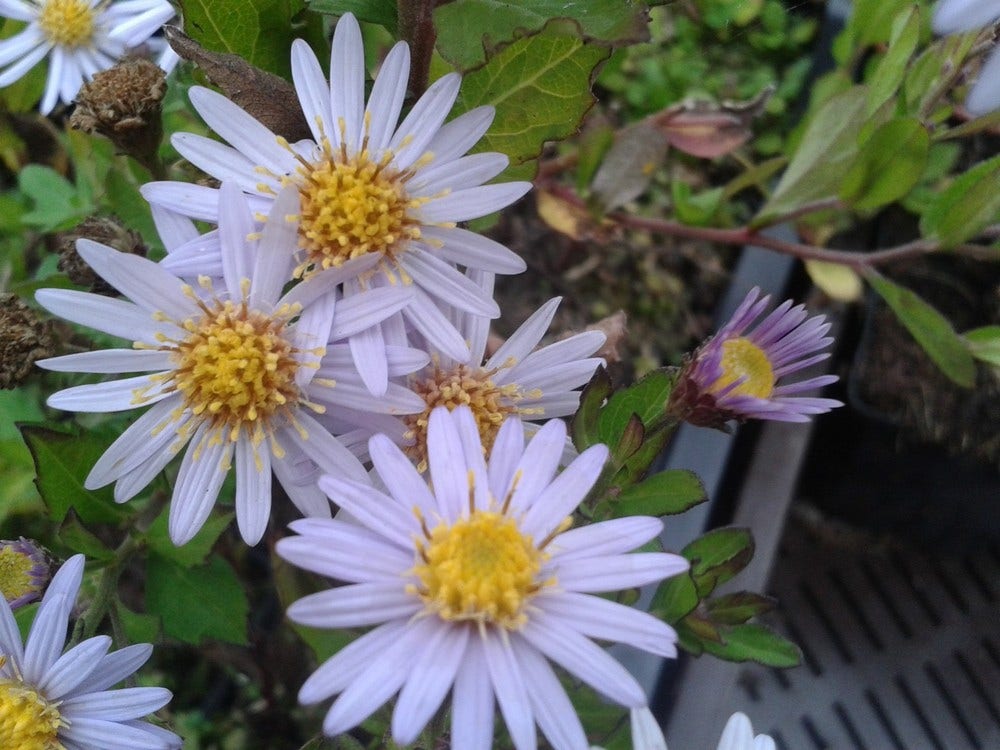  Aster (Aster Ageratoides 'Stardust')