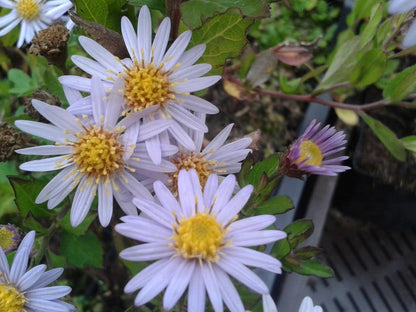  Aster (Aster Ageratoides 'Stardust')
