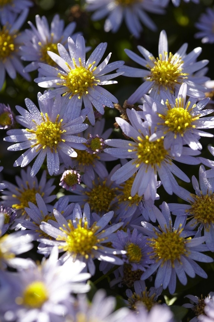  Aster (Aster Ageratoides 'Stardust')