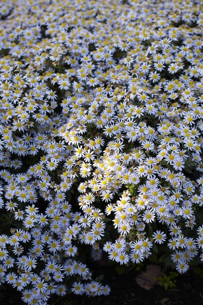  Aster (Aster Ageratoides 'Stardust')