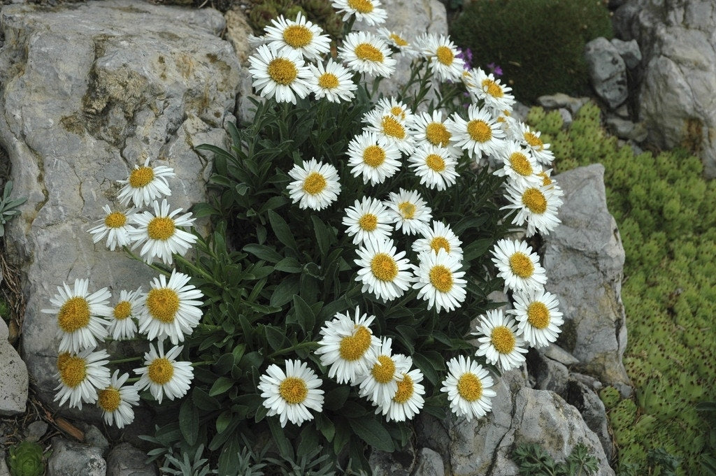  Aster (Aster Alpinus 'Albus')