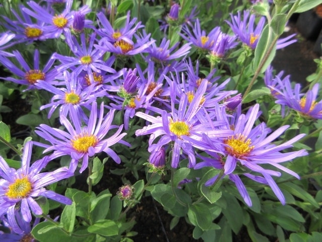  Aster (Aster Amellus 'Blue King')