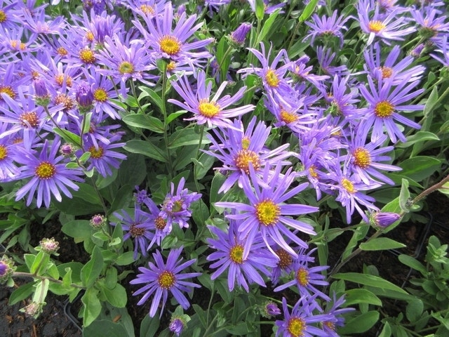  Aster (Aster Amellus 'Blue King')