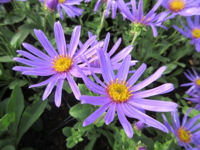  Aster (Aster Amellus 'Blue King')