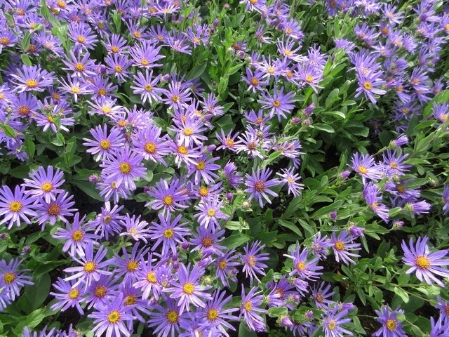  Aster (Aster Amellus 'Blue King')