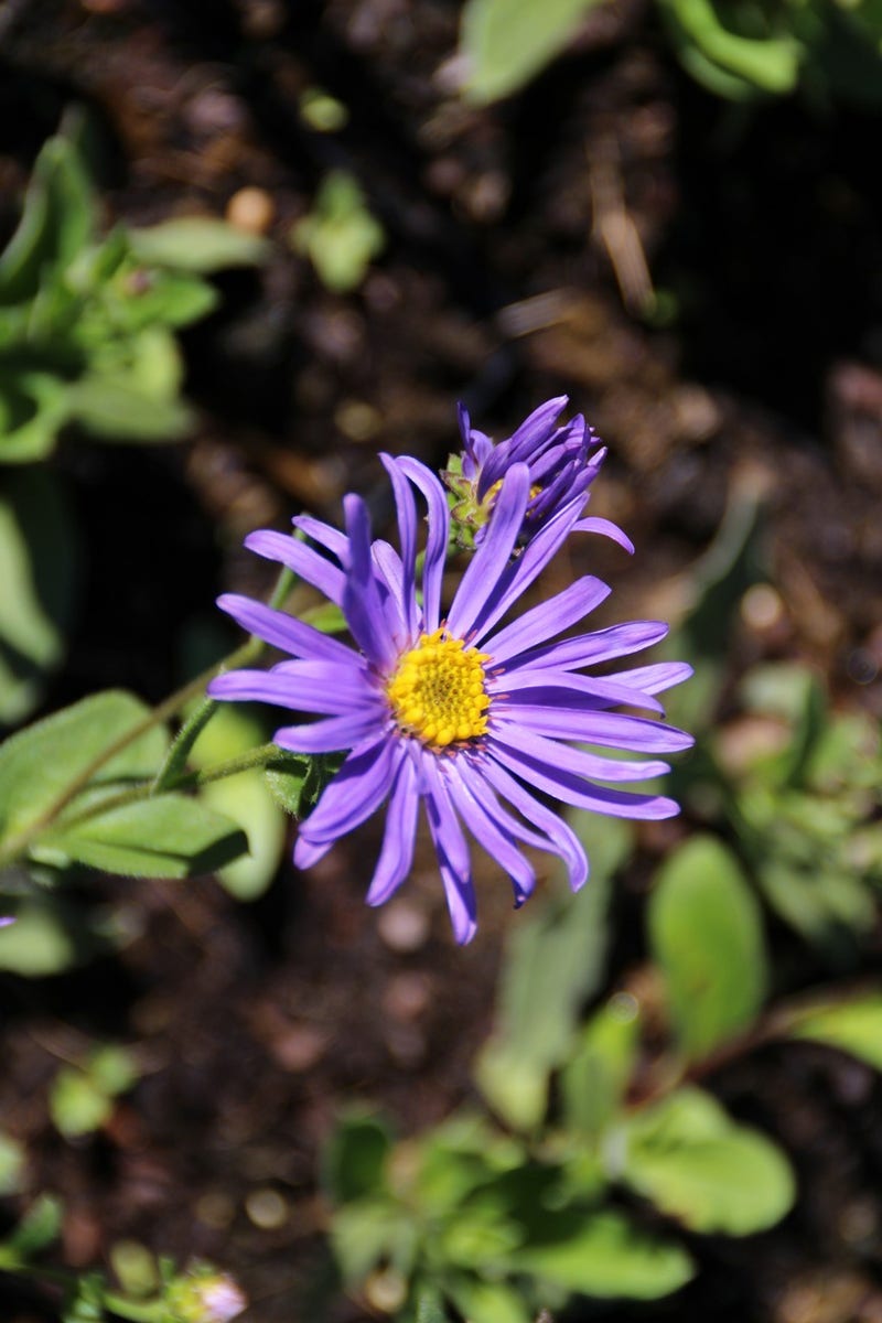  Aster (Aster Amellus 'Blue King')