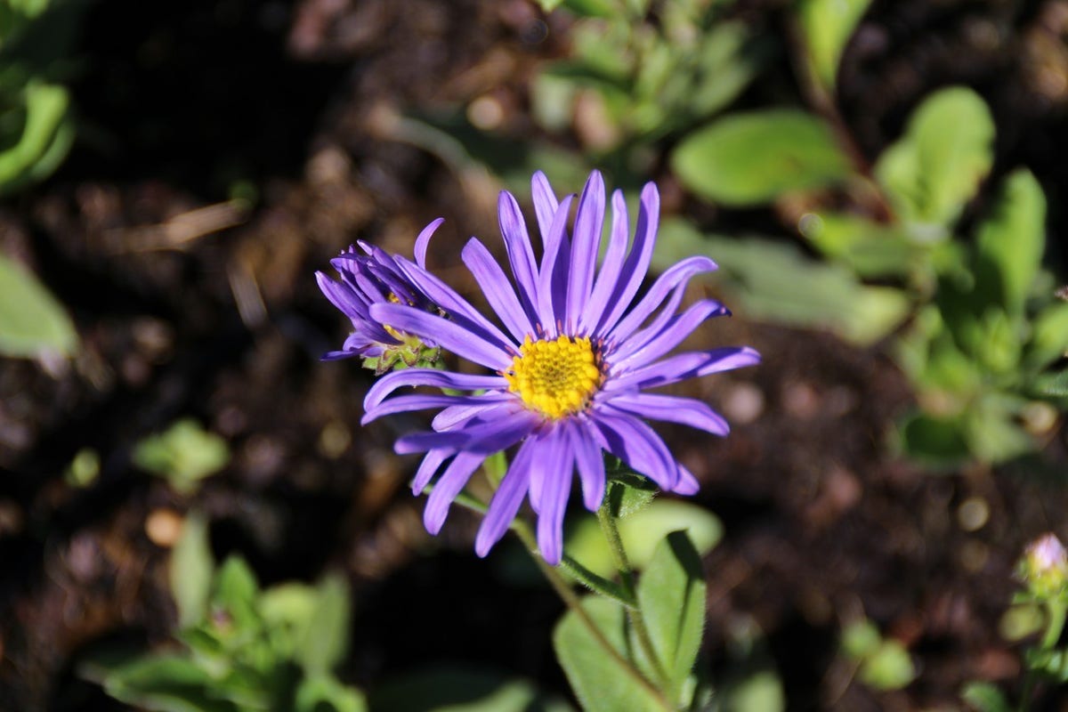  Aster (Aster Amellus 'Blue King')