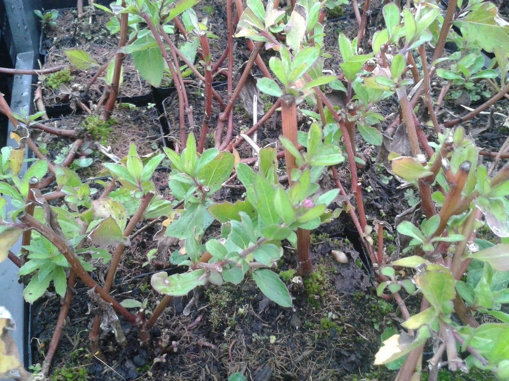  Aster (Aster Ageratoides 'Asran')