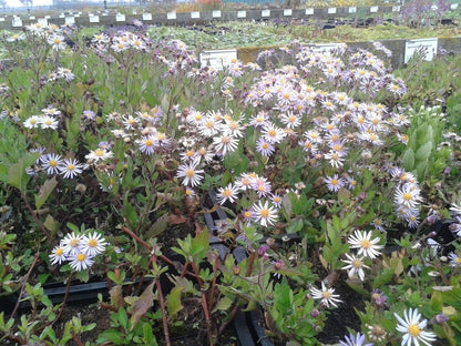  Aster (Aster Ageratoides 'Asran')