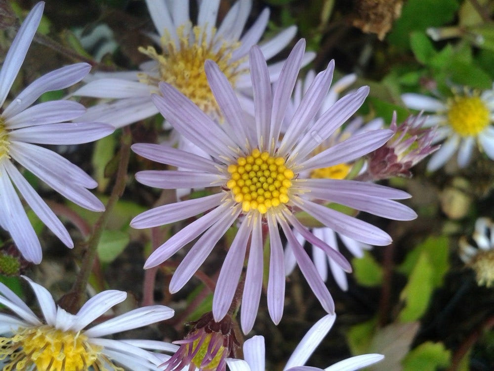  Aster (Aster Ageratoides 'Asran')