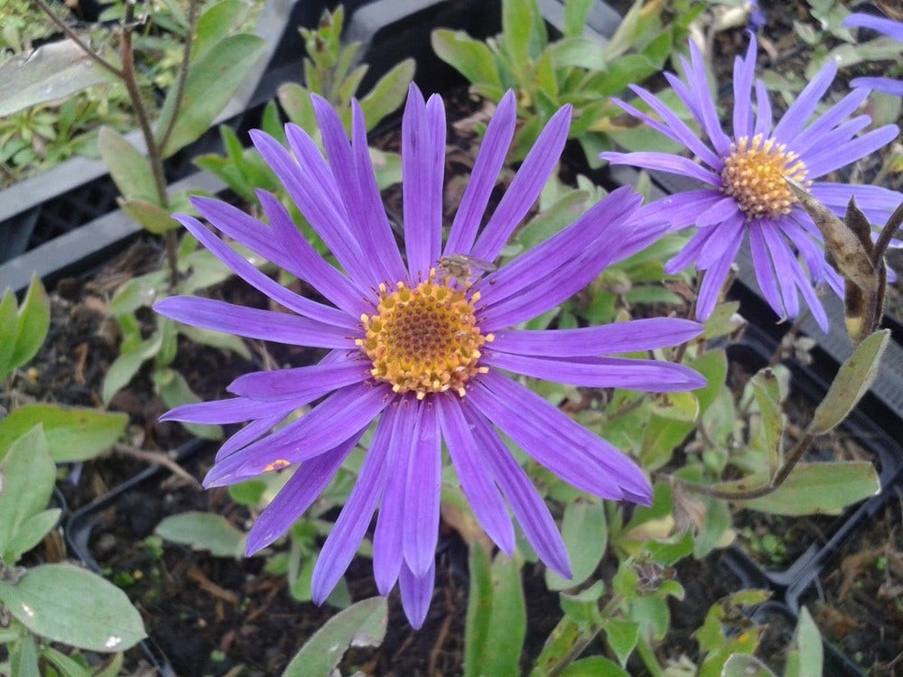  Aster (Aster Amellus 'Blue King')