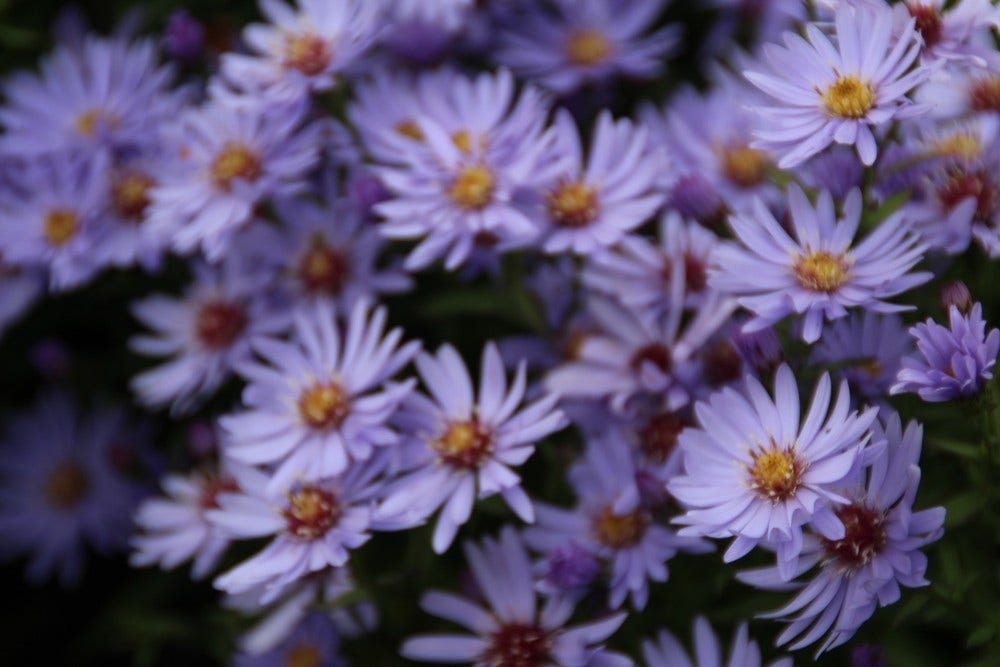  Aster (Aster 'Little Carlow')