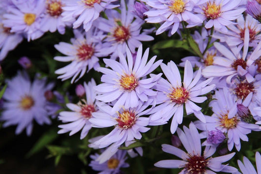  Aster (Aster 'Little Carlow')